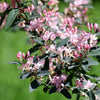 50 Tatarian Asian HONEYSUCKLE Lonicera Tatarica Pink Flower Shrub Bush Seeds