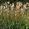 100 QUAKING GRASS (Rattlesnake Grass) Briza Maxima Seeds