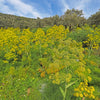 15 GIANT FENNEL Ferula Communis Gigantea Yellow Flower Herb Seeds