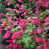 25 RED FLOWERING CURRANT Ribes Sanguineum aka Blood Currant Edible Fruit Blue Black Berries Shrub Seeds