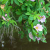 25 PINK SWAMP ROSE Rosa Palustris Flower Shrub Bush ( Average - Wet Soil ) Seeds
