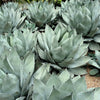 5  ARTICHOKE AGAVE Parry's Huachuca Agave Parryi Huachucensis Century Plant Succulent Cactus Seeds