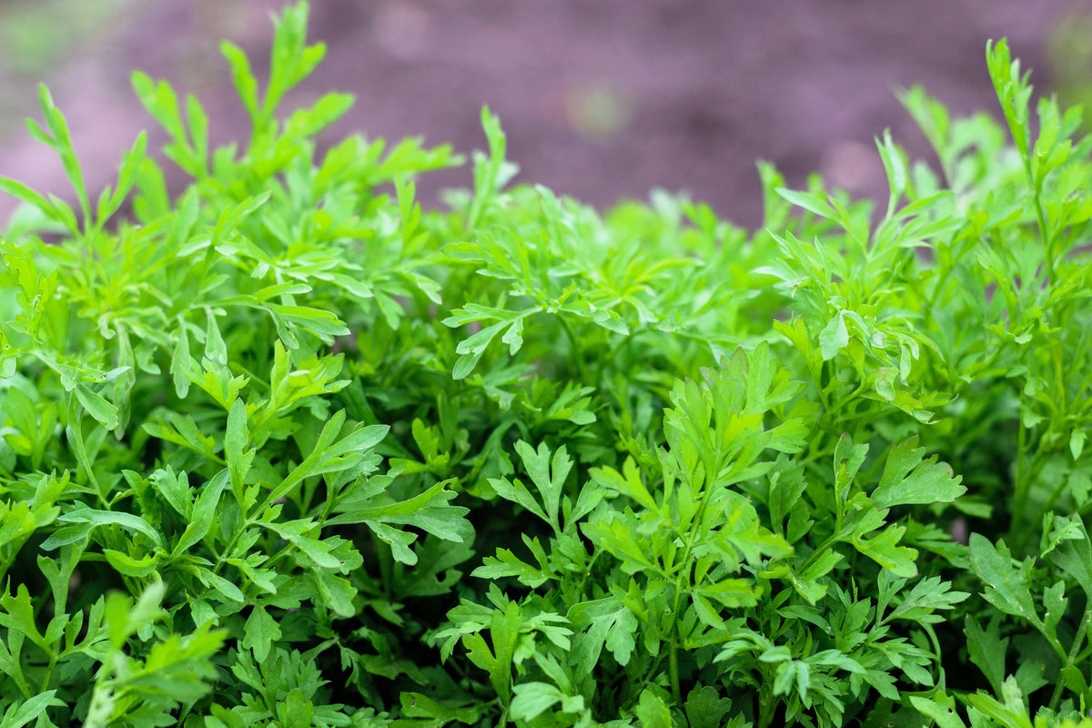 Wrinkled Crinkled Cress Seeds – Garden Lepidium Sativum Greens Vegetable