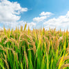 Long Grain Brown White Rice Seeds – Oryza Sativa Vegetable – photo 4