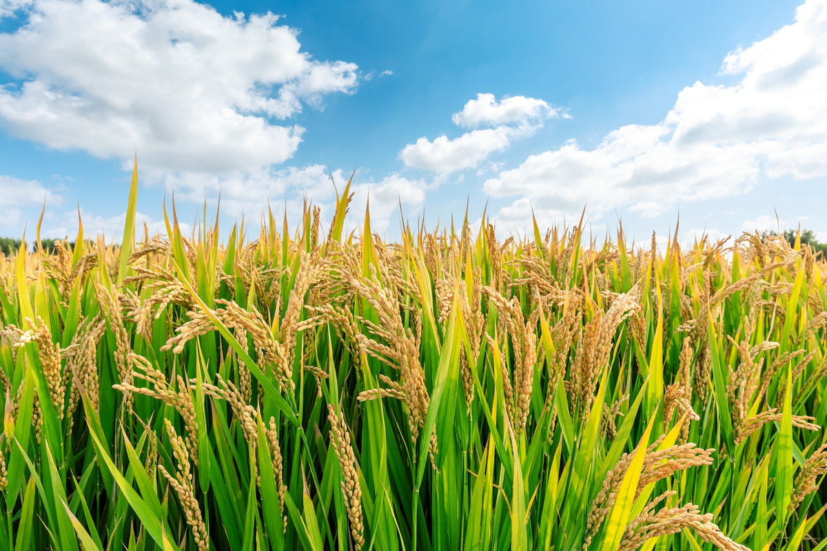 Long Grain Brown White Rice Seeds – Oryza Sativa Vegetable – photo 4