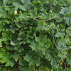 50 BANANA MELON Fruit Cucumis Melo Seeds