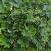 Banana Melon Seeds – Fruit Cucumis Melo – photo 6