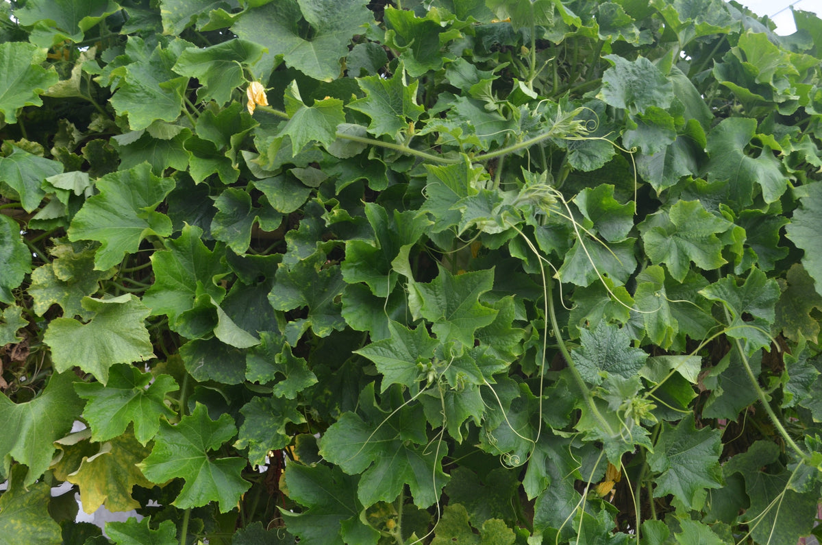 Banana Melon Seeds – Fruit Cucumis Melo – photo 6