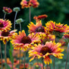 100 ARIZONA SUN GAILLARDIA Pulchella Indian Blanket Flower Seeds