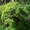 10 Upright GREEN LACELEAF MAPLE Japanese Seiryu Acer Palmatum Dissectum Viridis Tree Seeds