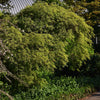 10 Upright GREEN LACELEAF MAPLE Japanese Seiryu Acer Palmatum Dissectum Viridis Tree Seeds
