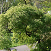 10 Upright GREEN LACELEAF MAPLE Japanese Seiryu Acer Palmatum Dissectum Viridis Tree Seeds