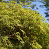 10 Upright GREEN LACELEAF MAPLE Japanese Seiryu Acer Palmatum Dissectum Viridis Tree Seeds