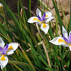 25 WHITE AFRICAN IRIS Fortnight Lily Dietes Iridioides Vegeta aka Cape or Butterfly Iris Yellow Purple Flower Seeds