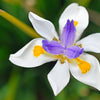 25 WHITE AFRICAN IRIS Fortnight Lily Dietes Iridioides Vegeta aka Cape or Butterfly Iris Yellow Purple Flower Seeds