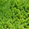 200 GOLDEN CARPET SEDUM Acre Gold Moss Stonecrop Flower Seeds