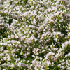 30 GERMAN STATICE White Sea Lavender Goniolimon Tataricum Limonium Flower Seeds