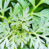 500 ABSINTHE WORMWOOD Common Artemisia Absinthium Green Ginger Herb Flower Seeds