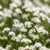 100 Victoria WHITE FORGET Me NOT Myosotis Alpestris Shade or Sun Flower Seeds