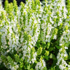 75 Sacred California WHITE SAGE Salvia Apiana Shrub Silver Folliage Native Smudge Seeds