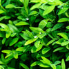 30 AMERICAN BOXWOOD Common Buxus Sempervirens European Box Shrub Seeds