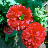Giant Double Red Peony Poppy Seeds – Papaver Peoniflorum Flower – photo 12