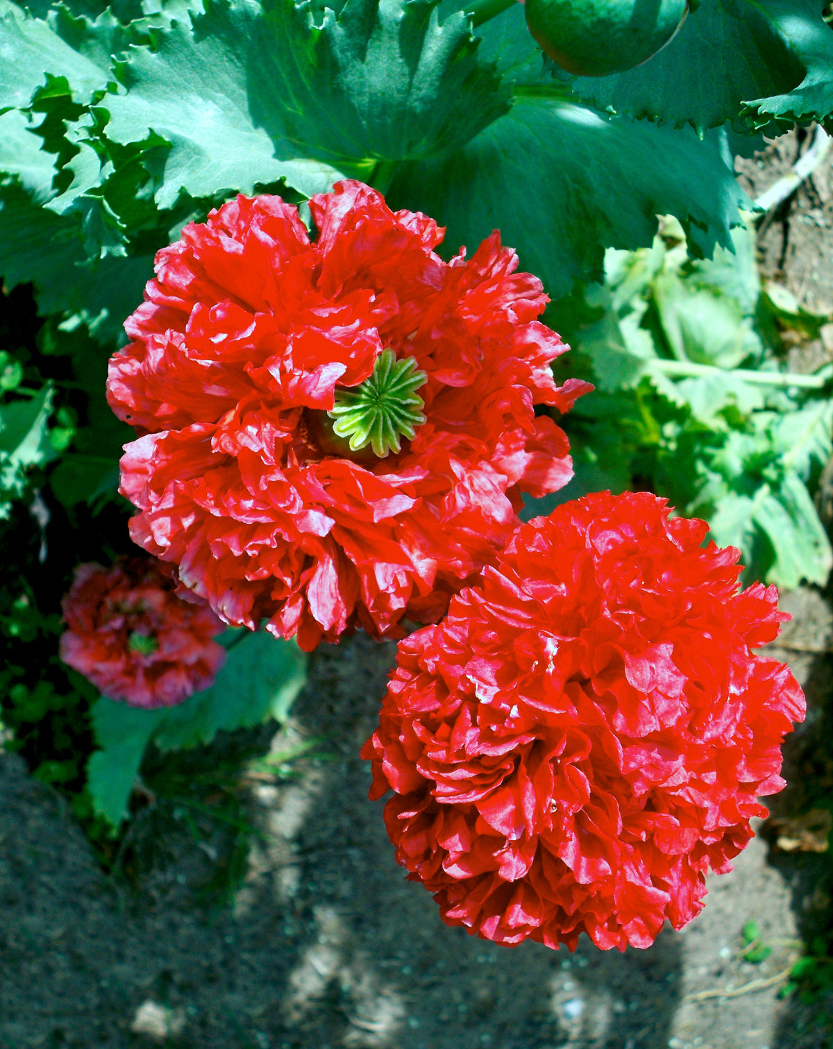 Organic Peony Poppy Mix Seeds – Papaver Paeoniflorum Mixed Colors Red, White, Pink, Black, Purple, Salmon – photo 16