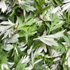 1000 JAPANESE MUGWORT Artemisia Princeps Korean Wormwood Yomagi Herb Yellow Flower Seeds