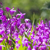 50 Hardy CHINESE GROUND ORCHID Bletilla Striata Purple Flower Seeds