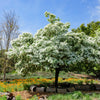 3 FRINGE TREE Chionanthus Virginicus Old Man's Beard White Flower Seeds