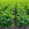 1000 TALL UTAH CELERY Apium Graveolens Dulce Vegetable Seeds