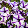 Star Mix Petunia Seeds – Mixed Colors Petunia Violacea Flower Seeds Red Blue Purple – photo 15