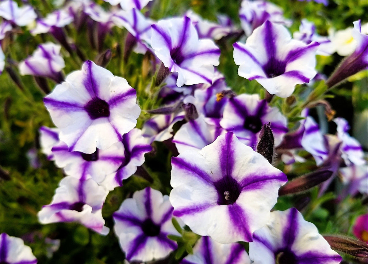 Star Mix Petunia Seeds – Mixed Colors Petunia Violacea Flower Seeds Red Blue Purple – photo 15