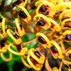 35 SILKY OAK TREE Orange Flower Southern Silver Oak Grevillea Robusta Seeds