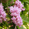 15 ROSE LOCUST / Pink ACACIA Flower Robinia Hispida Fertilis Tree Shrub Seeds