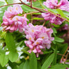 15 ROSE LOCUST / Pink ACACIA Flower Robinia Hispida Fertilis Tree Shrub Seeds