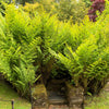 1500 Western SWORD FERN Giant Holly Swordfern Polystichum Munitum Aspidium Solitarium Spores Seeds
