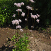 250 VALERIAN (Garden Heliotrope / Heal All) Valeriana Officinalis Herb Flower Seeds
