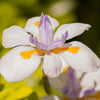 25 WHITE AFRICAN IRIS Fortnight Lily Dietes Iridioides Vegeta aka Cape or Butterfly Iris Yellow Purple Flower Seeds