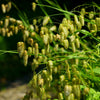 100 QUAKING GRASS (Rattlesnake Grass) Briza Maxima Seeds