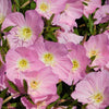 1000 Showy PINK EVENING PRIMROSE (Pink Ladies / Mexican Evening) Oenothera Speciosa Flower Seeds