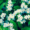 100 Victoria WHITE FORGET Me NOT Myosotis Alpestris Shade or Sun Flower Seeds