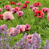 Mixed Colors Oriental Poppy Papaver Orientale Flower Seeds