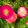 1000 Mixed Colors DOUBLE SHIRLEY POPPY Papaver Rhoeas Flower Seeds
