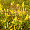 3000 YELLOW SWEET CLOVER Melilotus Officinalis Flower Seeds