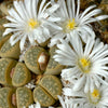 10 LIVING STONE / LITHOPS Mixed Colors Pebble Houseplant Flower Seeds
