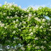 50 Flowering NORTHERN CATALPA Speciosa TREE Seeds (aka Western Catalpa or Catawba / Indian Cigar / Fish-Bait)