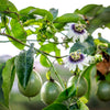 20 PURPLE PASSION FRUIT Passionflower Granadilla Passiflora Edulis Flower Vine Seeds
