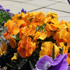 50 ORANGE SUN PANSY Swiss Giant Viola Wittrockiana Flower Seeds