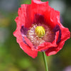 100 HENS and CHICKS Poppy Hens & Chickens Breadseed Lettuce Leaf Papaver Somniferum Flower Seeds